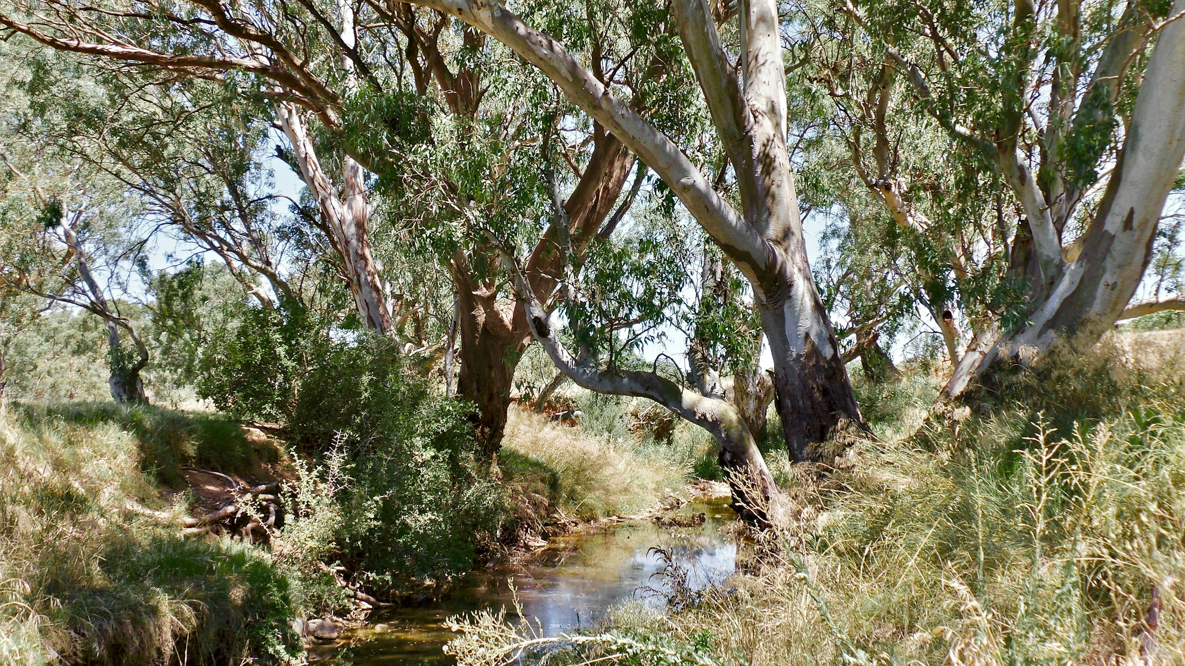 A sunlit Australian creek surrounded by eucalyptus trees and native bushland
